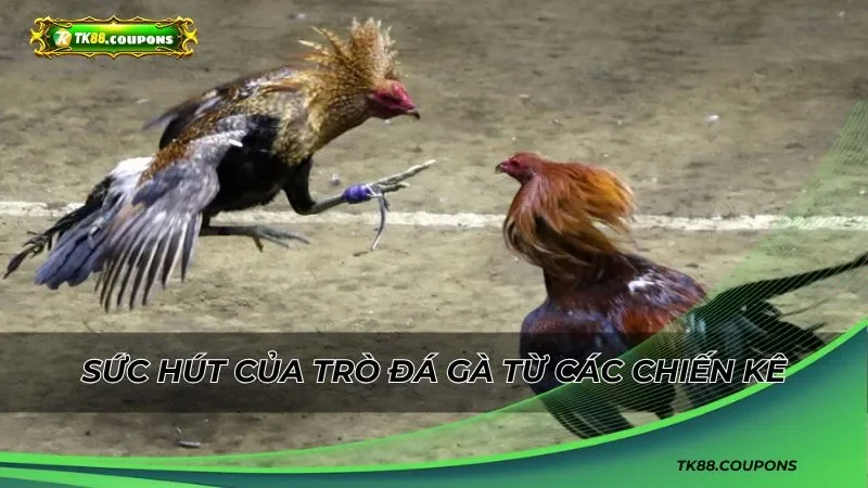 Các Hình Thức Đá Gà Phổ Biến Tại TK88
